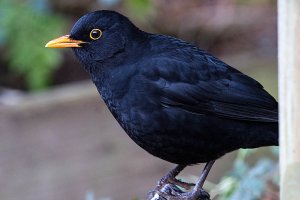 A Blackbird