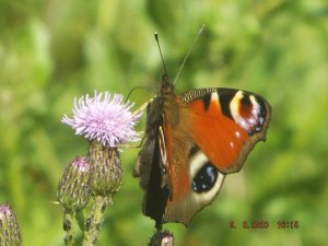 peacock butterfly on thistle.jpg