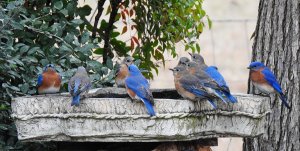 Eastern Bluebirds