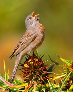 grey necked bunting