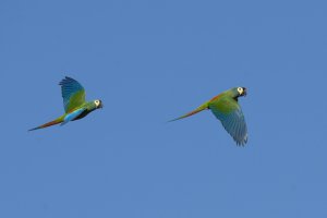 Blue-winged Macaw.jpg