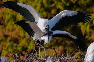 Wood storks mating