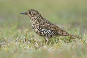 bassian thrush