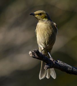 fuscous honeyeater