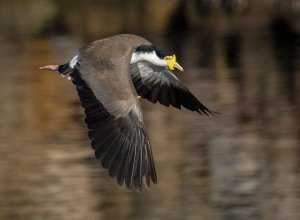 masked lapwings in flight