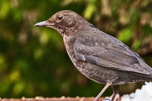 Blackbird (female)