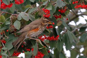 REDWING