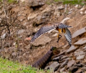 Red-shouldered Hawk with a Crayfish.jpg