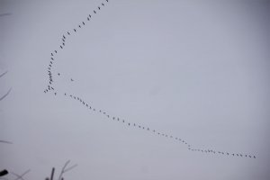 Cranes heading north 2407 (2).JPG