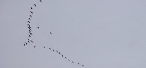 Cranes heading north_2407 (3).JPG
