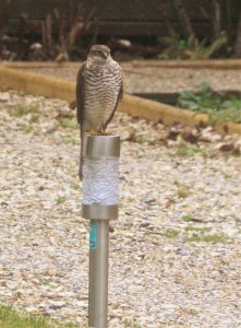 Sparrowhawk visiting the garden   2403 (2).JPG