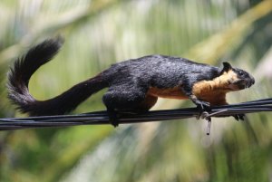 Black Giant Squirrel _9771R.JPG