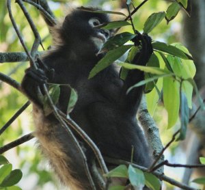 Dusky Leaf Monkey_10168 (3).JPG