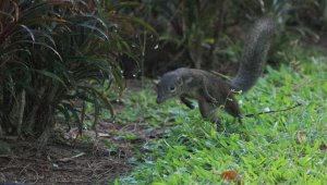 Common Tree Shrew_0480 Tupia Glis (2).JPG