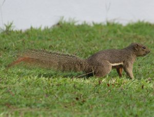 Plantain Squirrel _0534, Callosciurus Notatus .jpg