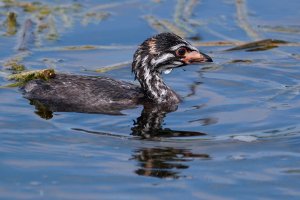 Pied-billed grebe chicks have hatched