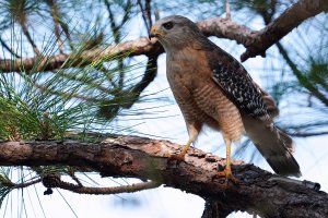 Male red-shouldered hawk guarding a nearby nest