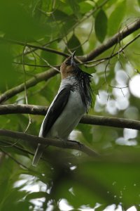 Bearded Bellbird