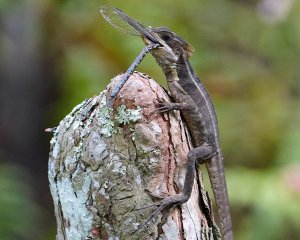 Brown basilisk lizard with a dragonfly meal