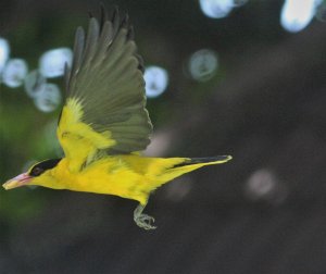 Black Naped Oriole  0896 (2).JPG