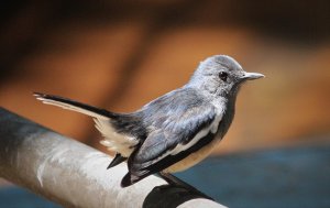 Magpie Robin 9809 (2).JPG