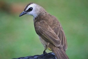 Yellow Vented Bulbul 0600 (2).JPG