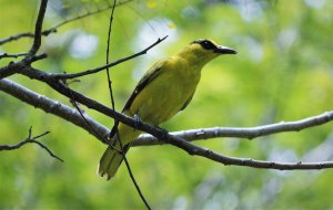 Black Naped Oriole 9545 (3).JPG