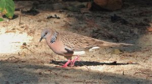 Spotted Dove 9666 (2).JPG