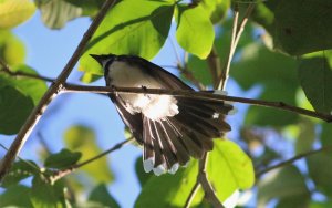 Malaysian Pied Fantail _9723 (2).JPG