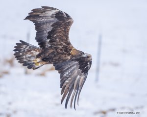 Golden eagle making a close fly-by