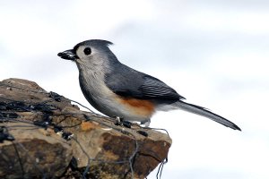 Tufted Titmouse