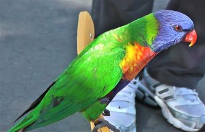 Rainbow Lorikeet 'moluccanus'