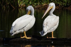 American white pelicans