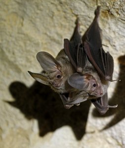 Waterhouse's Leaf-nosed Bat