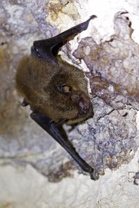 Big Brown Bat