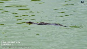 Juvenile Monitor Lizard