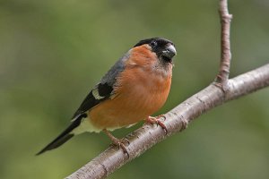 A male Bullfinch