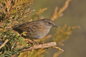 A Dunnock