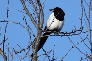 A sunning magpie