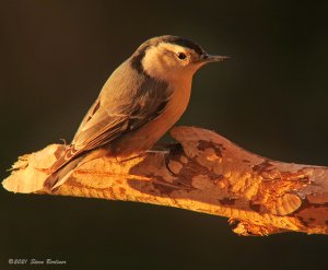 White-breasted Nuthatch