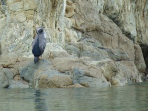 Mainland Spotted Shag