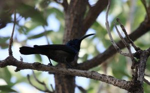The shining sunbird (well in the right light!)