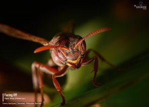 Facing Off with Paper Wasp (Polistes sp.)