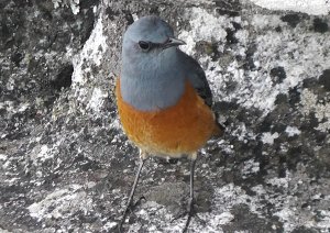 Sentinel Rock Thrush