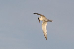 115- Sternula albifrons Little Tern- 16 juillet 2019.jpg