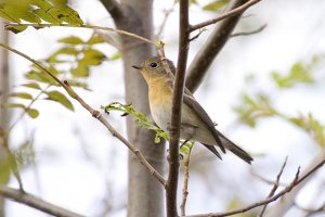 Female Mugimaki Flycatcher