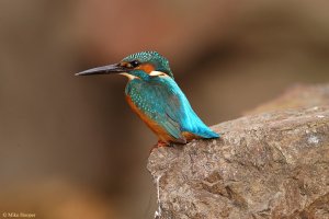 Common Kingfisher