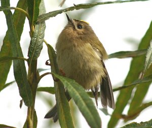 Goldcrest 3