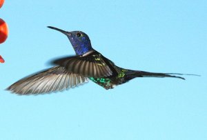 Beija Flor Tesoura ( Swallow-tailed Hummingbird )