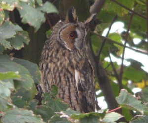 Long-eared Owl